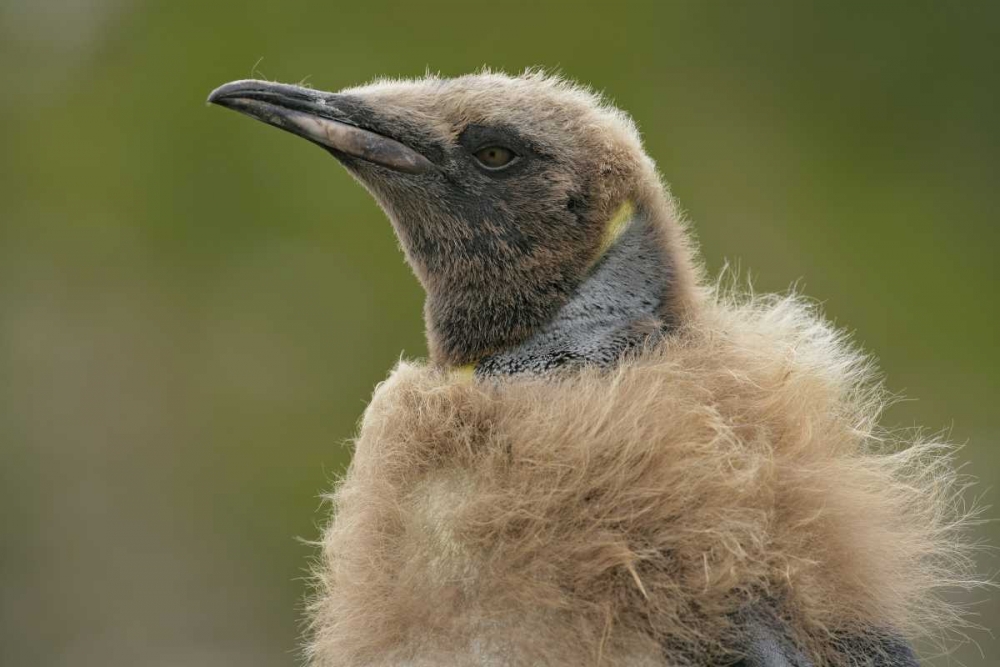 South Georgia Island Molting king penguin chick
